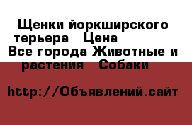 Щенки йоркширского терьера › Цена ­ 20 000 - Все города Животные и растения » Собаки   